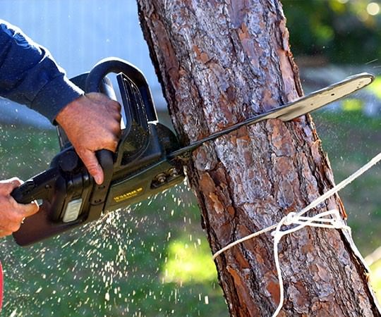 Спил деревьев в Ессентуках и  Ставропольском крае